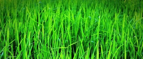 Average Number of Customer Stakeholders is high: image shows blades of grass